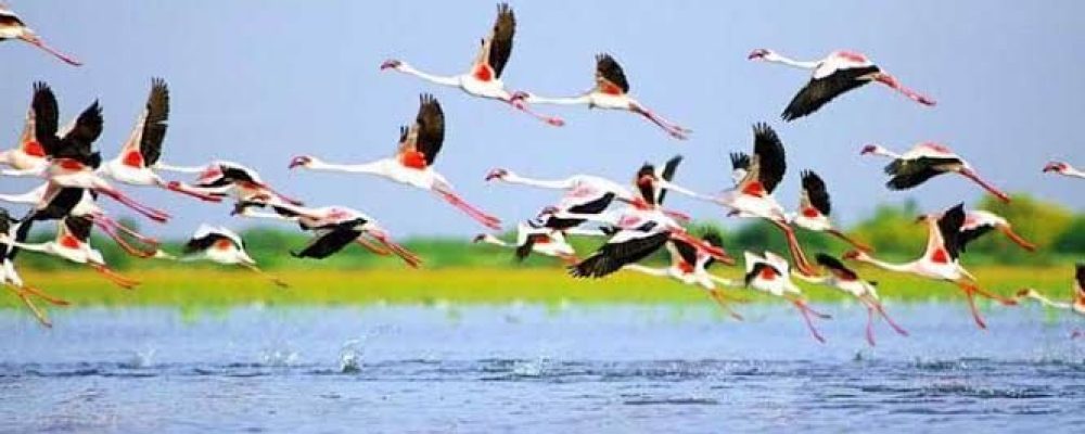 Nalsarovar Bird Sanctuary - Tour MyOdisha