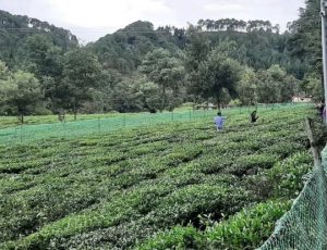 📍Tea Garden,Nainital